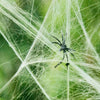 SpiderWebDecor™ - Dehnbare Halloween-Spinnweben mit Kunstspinnen für gruselige Dekorationen.