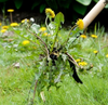 GreenGrip™ - Revolutionieren Sie die Unkrautentfernung in Ihrem Garten.